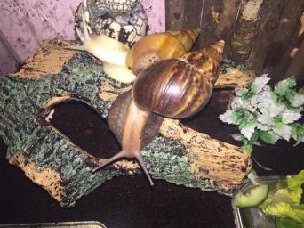 Giant African Land Snails for sale in UK View 90 ads