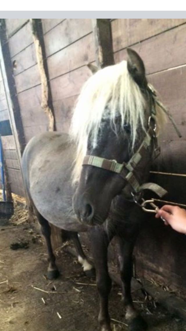 Preloved american miniature pony. for sale in Nantwich, Cheshire