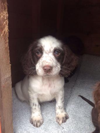 Cockapoo Dogs For Sale In Ireland Cockapoo Dogs For Sale In Ireland