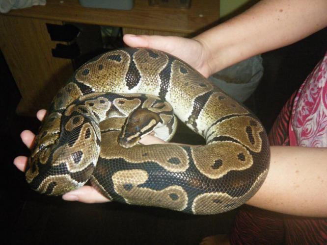 3 Adult female Ball Pythons 2k weight each For Sale in Telford
