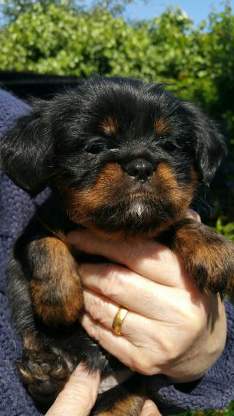 Rent A Male Dog For Breeding Uk Rent A Male Dog For Breeding Uk