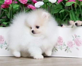 buy pomeranian uk pomeranian dogs and puppies rehome buy and sell in the uk and ireland preloved buy pomeranian uk pomeranian dogs and puppies rehome buy and sell in the uk and ireland preloved
