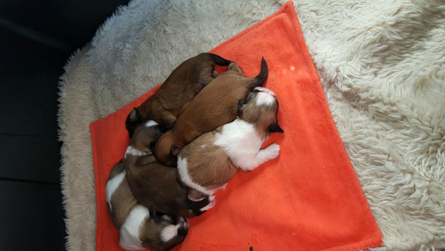 shih tzu preloved half imperial shih tzu for sale in scotland preloved shih tzu preloved half imperial shih tzu for sale in scotland preloved