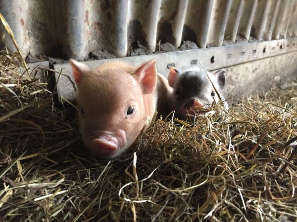 micro pigs for sale uk micro pigs for sale for sale in tewkesbury micro pigs for sale uk micro pigs for sale for sale in tewkesbury