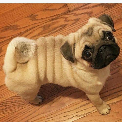 preloved pugs looking for a pug wanted in the broadway preloved preloved pugs looking for a pug wanted in the broadway preloved