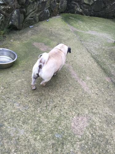 preloved pugs for sale pug for sale in welshpool powys preloved preloved pugs for sale pug for sale in welshpool powys preloved