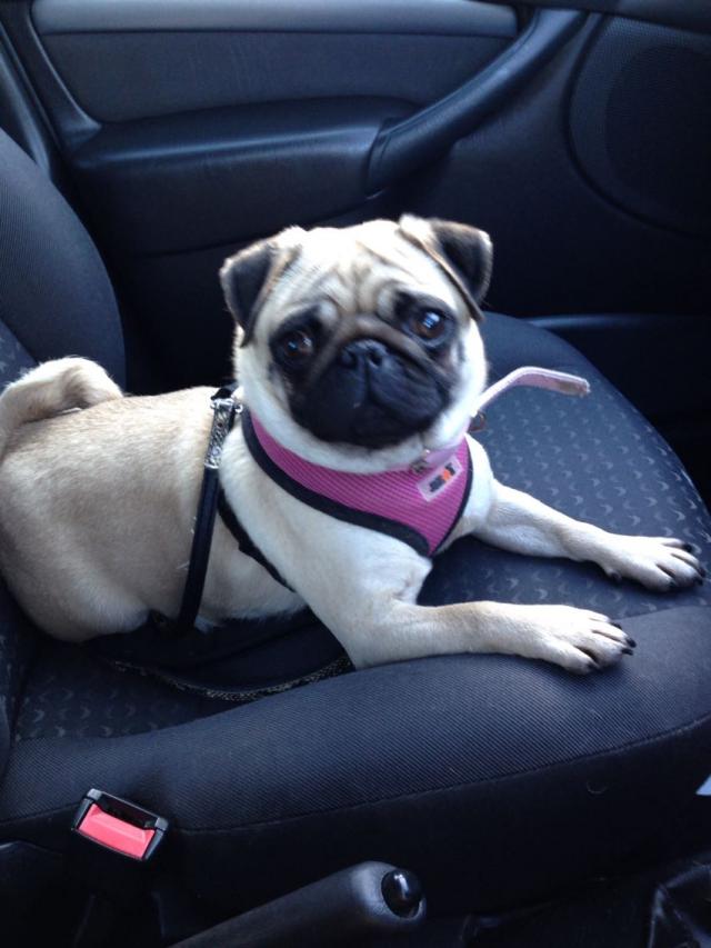 preloved pugs for sale preloved 4 fawn kc registered pug puppy females for sale for sale in summerhill wrexham preloved pugs for sale preloved 4 fawn kc registered pug puppy females for sale for sale in summerhill wrexham