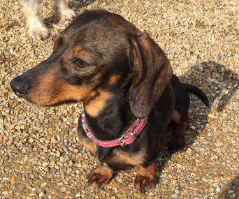 Rehome Dogs For Sale Wales Rehome Dogs For Sale Wales