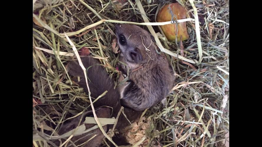 Pair of flying squirrels For Sale in Southampton, Hampshire Preloved