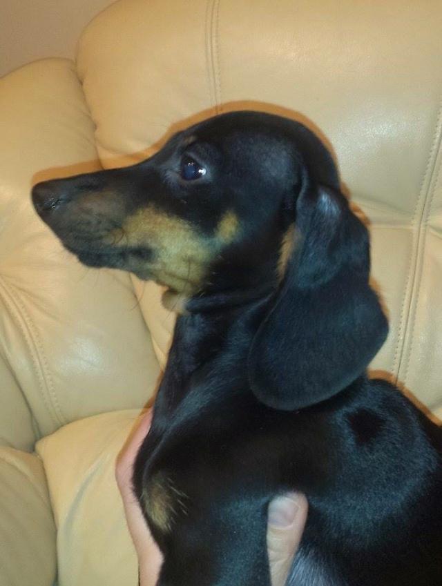Preloved dachshund ( sausage dog ) female for sale in Wakefield, West