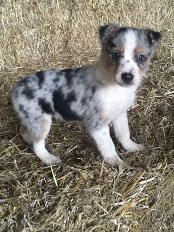 Rehome Dogs For Sale Wales Rehome Dogs For Sale Wales