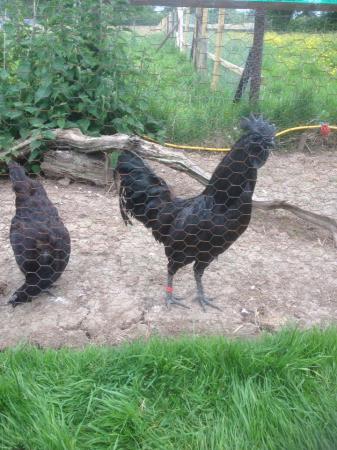 Ayam cemani hatching eggs For Sale in Whitchurch ...