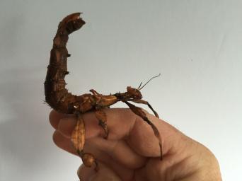 Stick Insect Tank for sale in UK View 83 bargains