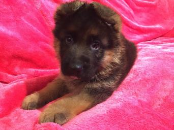 Dogs For Sale Warrington Preloved Dogs For Sale Warrington Preloved