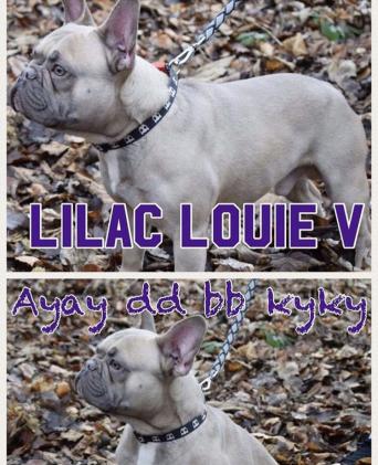 french bulldog stud - Animal Services, Advertise and Browse in the UK