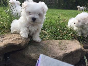 Preloved Manchester Dogs For Sale Preloved Manchester Dogs For Sale