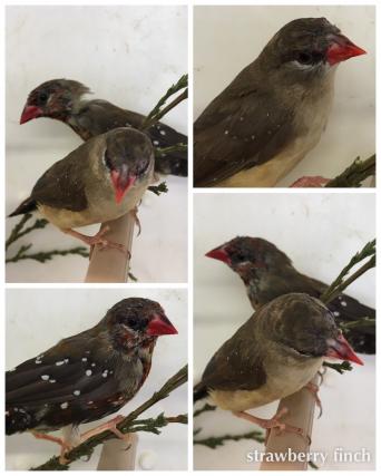 finches - Birds, For Sale in the UK and Ireland | Preloved