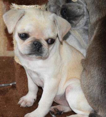 buy pug uk pug local classifieds buy and sell in the uk and ireland preloved buy pug uk pug local classifieds buy and sell in the uk and ireland preloved