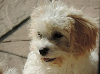 Small Paws Little Dog Rehoming Rescue Small Paws Little Dog Rehoming Rescue