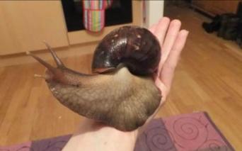 Giant African Land Snails for sale in UK View 90 ads