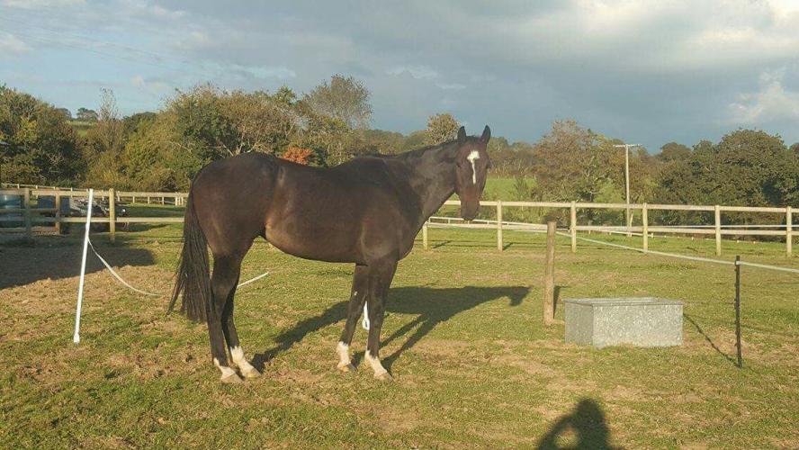 16hh riding horse For Sale in Ivybridge, Devon Preloved