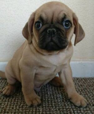 Preloved Manchester Dogs For Sale Preloved Manchester Dogs For Sale