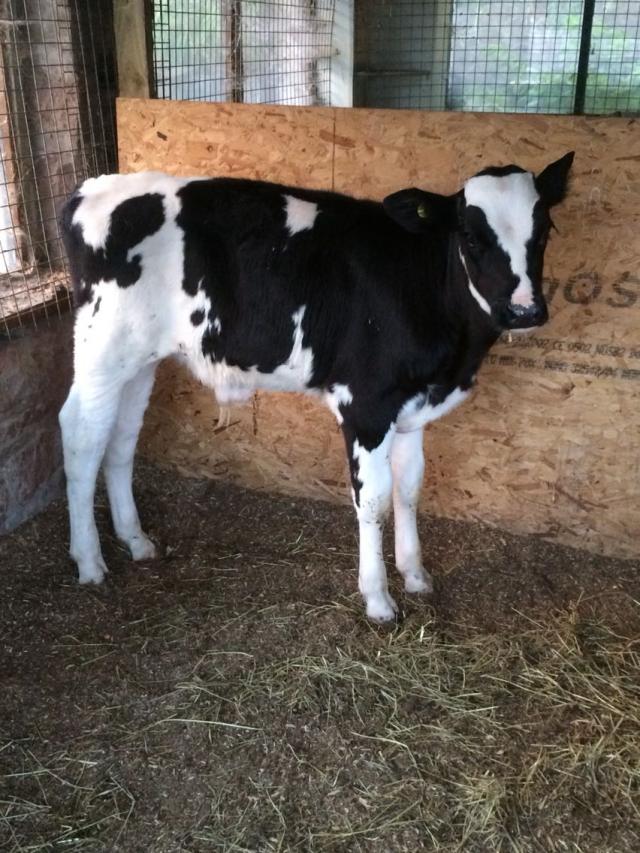 Preloved friesian bull calves for sale in Preston / Chorley, Lancashire