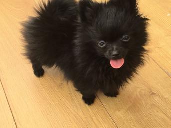 havanese puppies for sale preloved teacup puppies dogs and puppies rehome buy and sell in the uk and ireland preloved havanese puppies for sale preloved teacup puppies dogs and puppies rehome buy and sell in the uk and ireland preloved