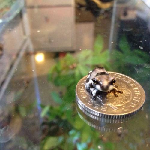 Baby Amazon milk frogs For Sale in Bromsgrove, Worcestershire Preloved