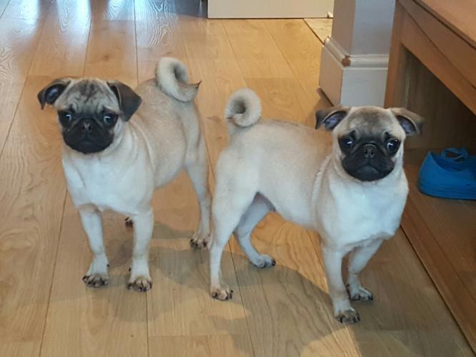 preloved pugs for free pug puppies for sale in brownedge stoke on trent stockport preloved preloved pugs for free pug puppies for sale in brownedge stoke on trent stockport preloved