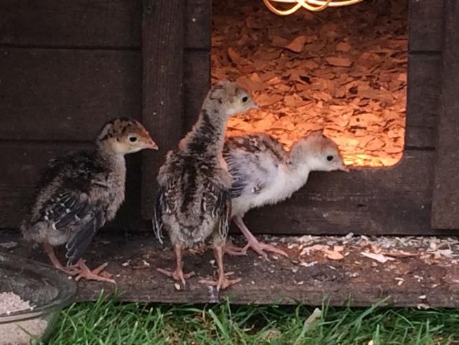Unsexed baby Norfolk bronze turkey Poults For Sale in Glastonbury