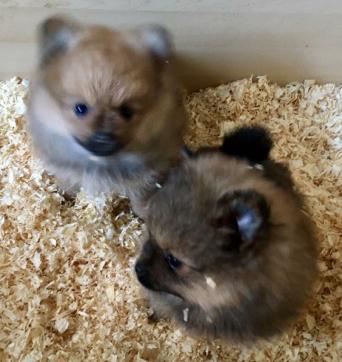 buy pomeranian uk pomeranian dogs and puppies rehome buy and sell in the uk and ireland preloved buy pomeranian uk pomeranian dogs and puppies rehome buy and sell in the uk and ireland preloved
