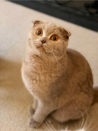 British Shorthair Adults For Rehoming Uk British Shorthair