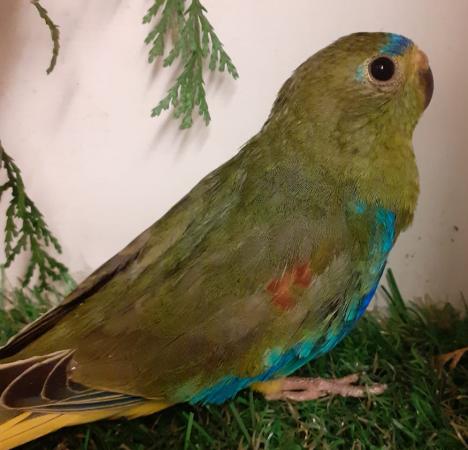 Turks (turquoisine grass parakeets) For Sale in Burslem, Staffs | Preloved