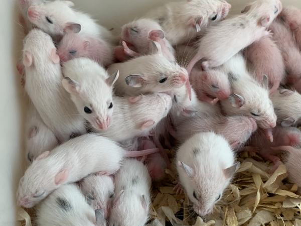 Image 2 of African soft furred rats for sale £4 each