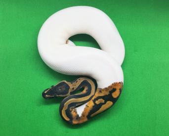 Albino Pied Royal Python Reptiles Rehome Buy And Sell Preloved