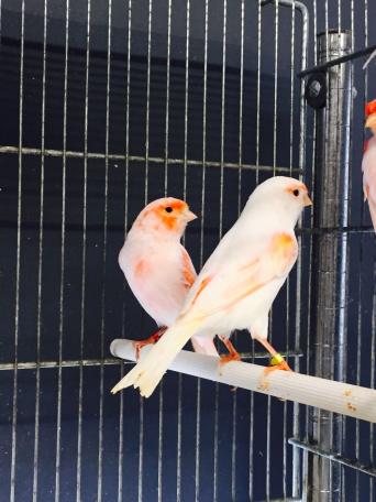 bird for sale in essex bird for sale in essex