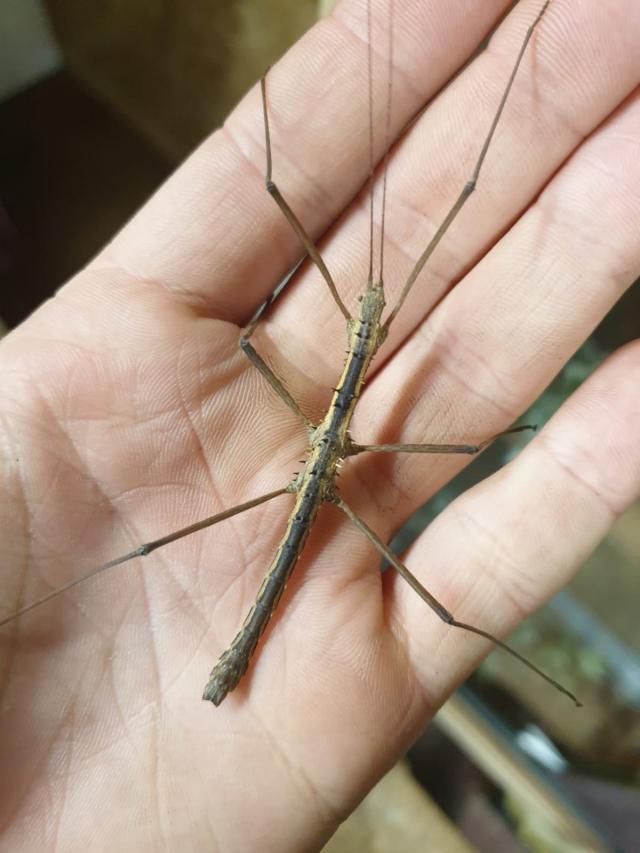 Thorny Stick Insects For Sale in Birmingham, West Midlands | Preloved
