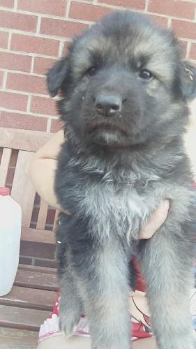 1 Stunning Longhaired German Shepherd Puppy For Sale In Barnsley
