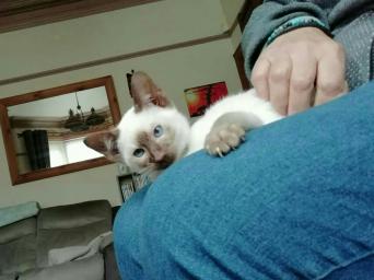 Siamese Kittens Cats Kittens For Sale In Manchester Preloved