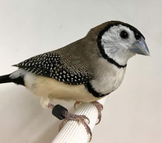 Owl finches For Sale in Coventry, Warwickshire | Preloved