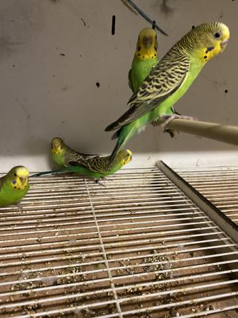 Original Wild Bush Budgies For Sale in Basildon, Essex | Preloved