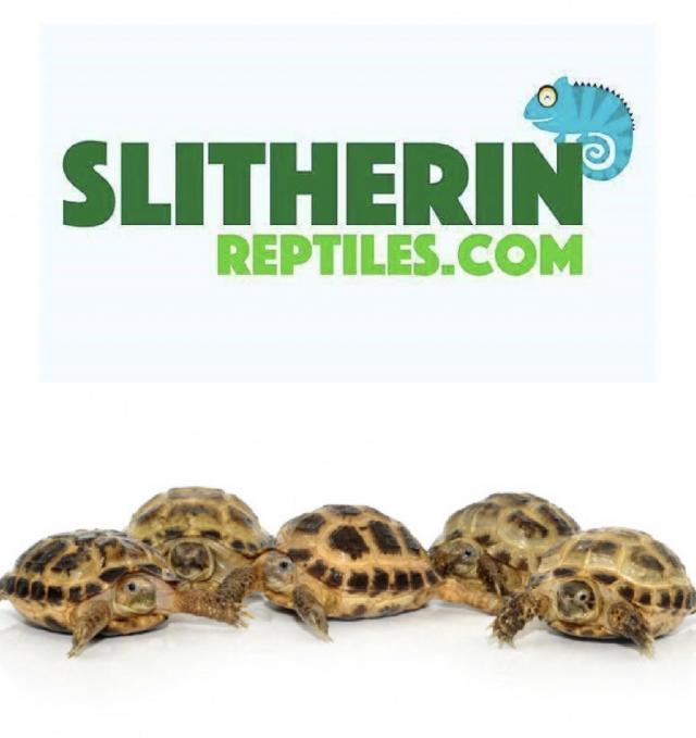 Horsfield Tortoises & Full Setups - Slitherin Reptiles For Sale in