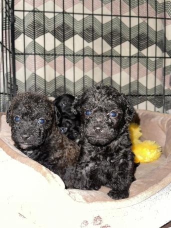 Pets Dogs Puppies Rehome Buy And Sell In Middlesbrough Preloved