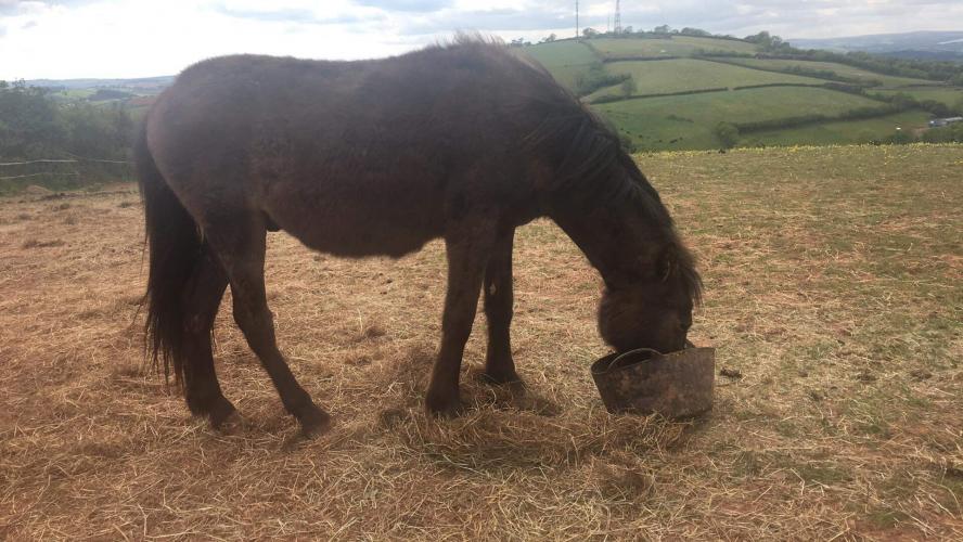 Dartmoor Hill Pony For Sale in Brixham, Devon Preloved