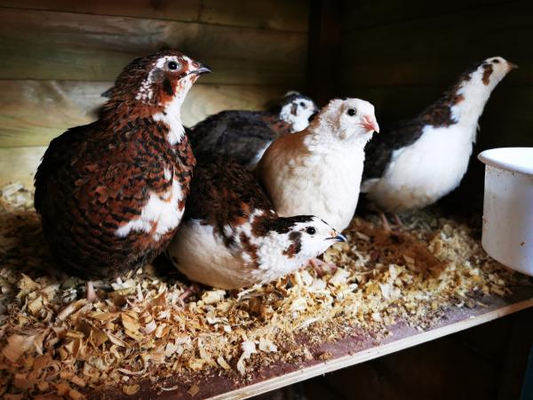 12 Celadon Pure Blue Quail Hatching Eggs. For Sale in Dereham, Norfolk