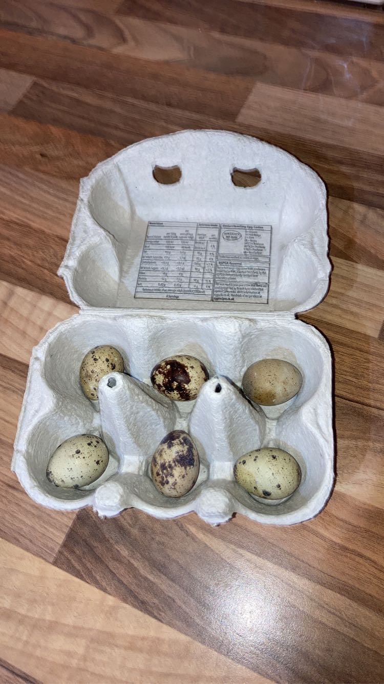 quail eggs for sale