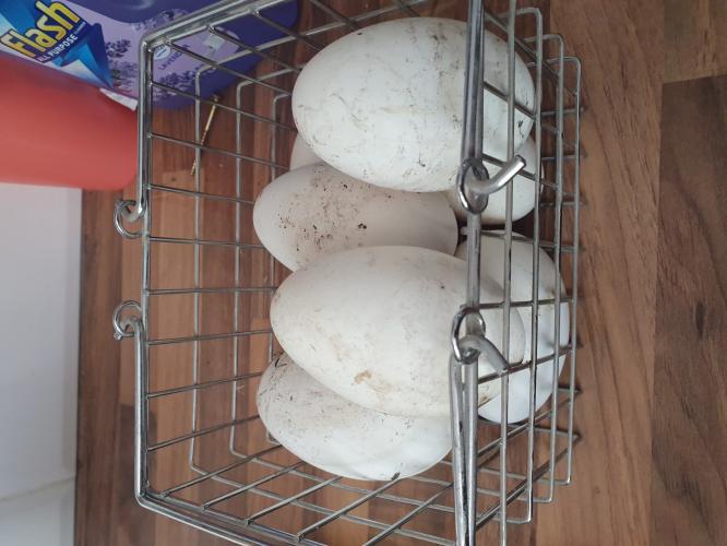fertile goose eggs For Sale in Nelson, Lancashire | Preloved