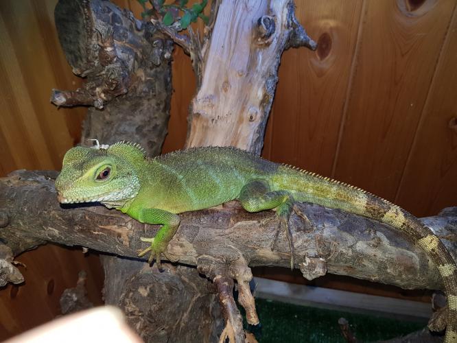 chinese water dragon For Sale in Gravesend, Kent Preloved