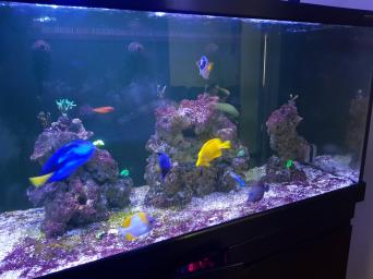 Red Sea Aquarium for sale in UK - 06be3916DDfa4ce796838fe06e520e2a